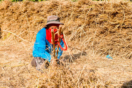 2019, November 13, Ban Pongtham, Lampang, Thailand - The group of the farmer is doing threshing...