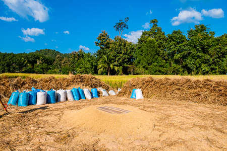 2019, November 13, Ban Phong Than, Lampang, Thailand - The group of the farmer is doing threshing rice, Harvest season, Thai Traditional culture and lifestyle. Handmade and craft concept, Beautiful Sunny Day.のeditorial素材