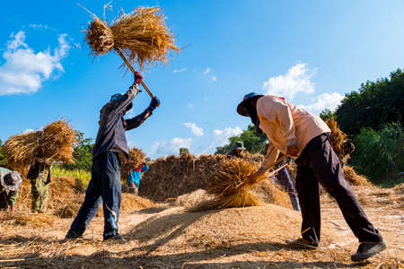 2019, November 13, Ban Phong Than, Lampang, Thailand - The group of the farmer is doing threshing rice, Harvest season, Thai Traditional culture and lifestyle. Handmade and craft concept, Beautiful Sunny Day.のeditorial素材