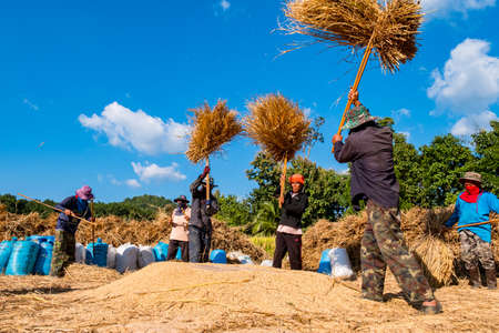 2019, November 13, Ban Pongtham, Lampang, Thailand - The group of the farmer is doing threshing...