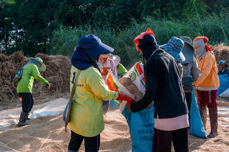 2019, November 13, Ban Phong Than, Lampang, Thailand - The group of the farmer is doing threshing rice, Harvest season, Thai Traditional culture and lifestyle. Handmade and craft concept, Beautiful Sunny Day.のeditorial素材