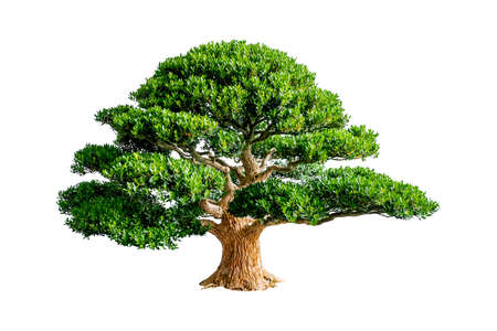 Bonsai Tree Isolated on white backgroundの写真素材