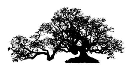 Bonsai Tree Isolated on white backgroundの写真素材