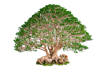 Bonsai Tree Isolated on white backgroundの写真素材