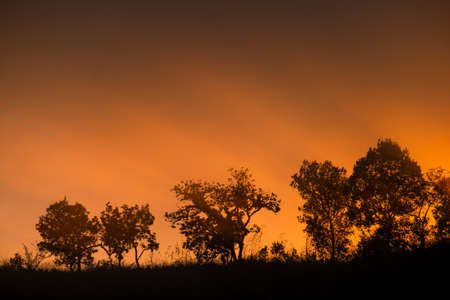 Mountain and Trees and orange sky Silhouette scene during sunsetの写真素材
