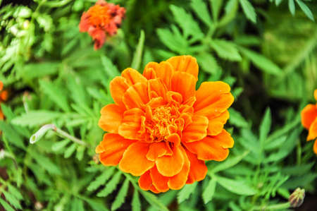 marigold flowerの写真素材
