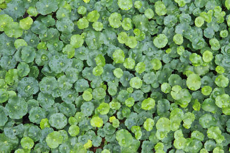 Seasonal Plantsの素材