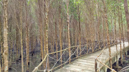 A walking bridge in a mangrove forest in Thailand.の写真素材