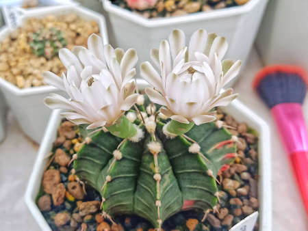 Flowering cylinder in a white pot.の写真素材