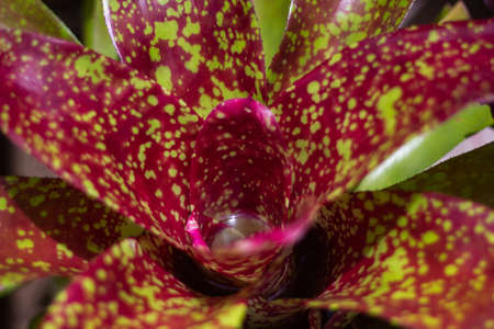 The color pineapple tree (Bromeliad) is an ornamental plant commonly grown in Asia.の写真素材