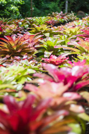 The color pineapple tree (Bromeliad) is an ornamental plant commonly grown in Asia.の写真素材