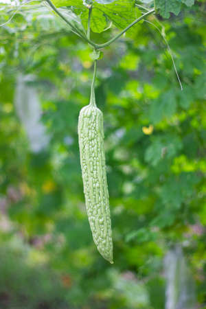 The fruit of the gourd hanging from the vine.の写真素材