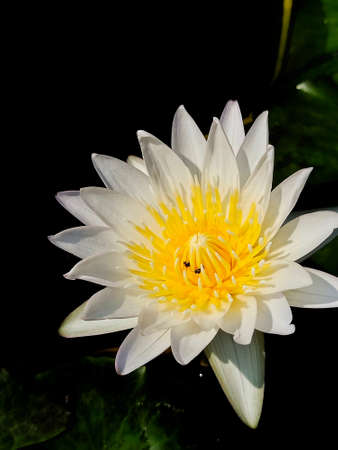 Insects feeding on nectar from lotus flowers with white petals and yellow pollen.の写真素材