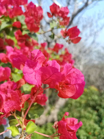 red bougainvillea blooming on top of the mountainà¹の写真素材
