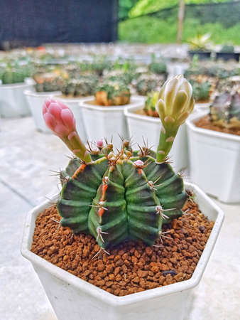The green-pink color of the cactus. that are blooming with different flower colors.の写真素材