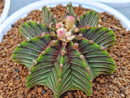 Cactus with pink flowers, species LB2178.の写真素材