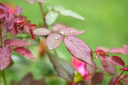 Drops of rain on the red rose leavesの写真素材