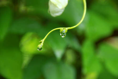 Raindrops on the vine tips of a yardlong beanの写真素材