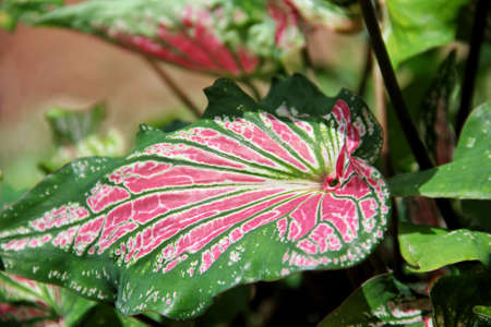 The green foliage of ornamental plants with a beautiful pattern is inserted in red.の写真素材