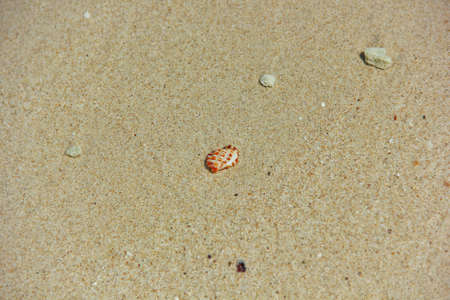 whiteish-orange shell on the beach of Thailand