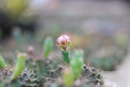 The flowers of the cactus in the farm with a pink center green petals.の写真素材