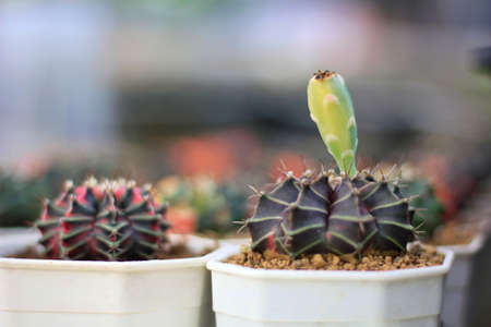 The pods are the fruit of the cactus plant. close to the maturity of the harvestの写真素材