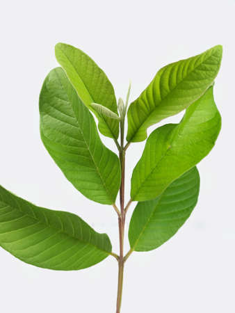 Branches/stalks/leaves of a guava plant on a white background.の写真素材
