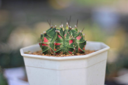 Green cactus interspersed with red, pink and white like marble.の写真素材
