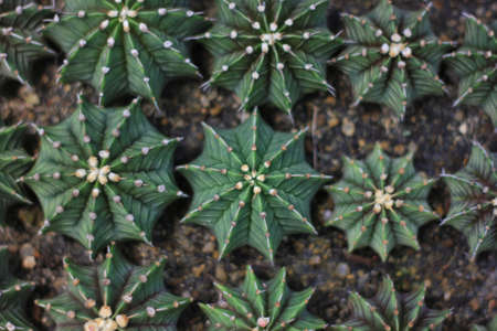 Cactus species LB2178 and LB hybrid are in the big pot.の写真素材