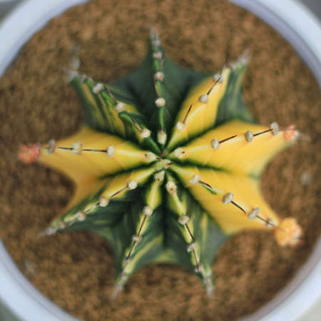 Bird's Eye View of green cactus alternating with yellow in a white pot sprinkled with Japanese soilの写真素材