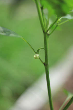 White chili flowers pierced from the base of the branchの写真素材