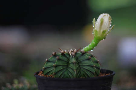 The white flower of a cactus succulent with rain.の写真素材