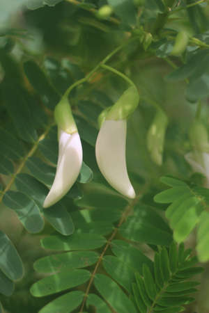 Sesbania grandiflora a bouquet of white flowersの写真素材