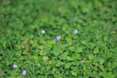 Purple-flowering weeds emerging from the Japanese Lawngrass.の写真素材