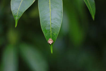 a spider perched on a leaf motionlessの写真素材