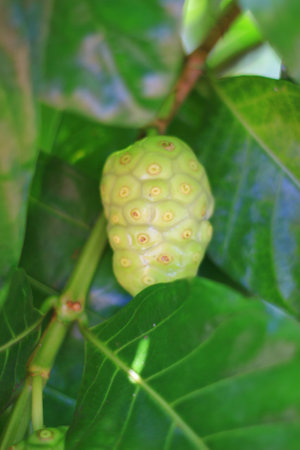 Fruits of Tahitian mulberry, Indian mulberry, beach mulberry Meng kudu, Ach, Rubiaceae near...