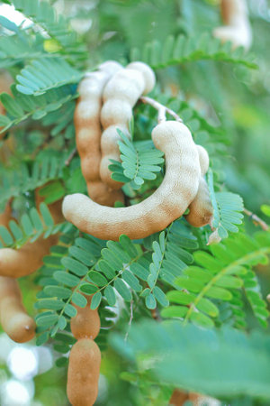 Sweet tamarind and leaf on the tree. Raw tamarind fruit hang on the tamarind tree in the garden with...