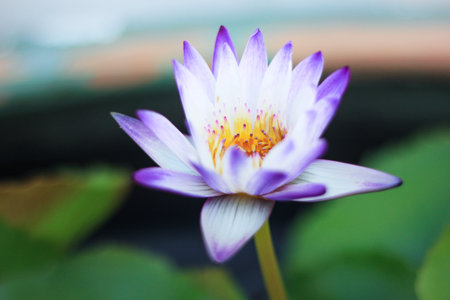 White and purple petals. There is a golden yellow stamen of a blooming lotus.の写真素材