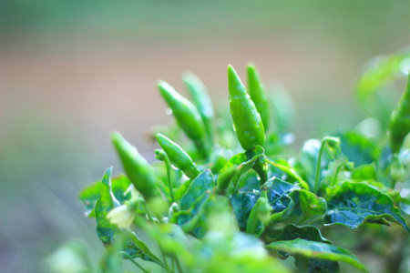 Fresh Chilli Padi, Bird's Eye Chilli, Bird Chilli growing in the garden.の写真素材