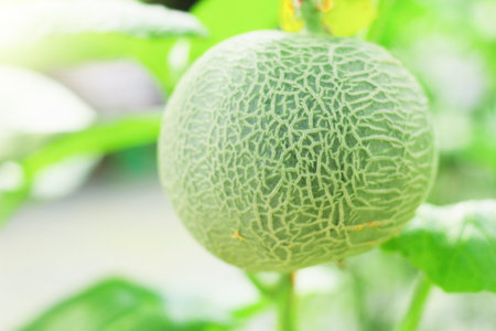 Green melons or cantaloupe melons plants growing in plastic greenhouse.の写真素材