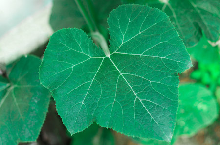 The green leaves of the pumpkin are grown organically on the farm.の写真素材