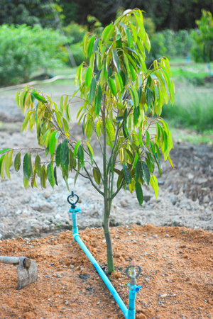 Leaves and durian trees growing in the garden.の写真素材
