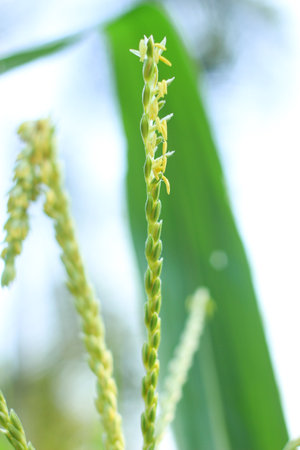 inflorescences and stamens of corn stalks planted in an organic farm.  close-up.