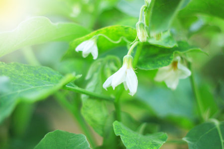 Leaves and white flowers of Thai eggplant in the garden.の写真素材
