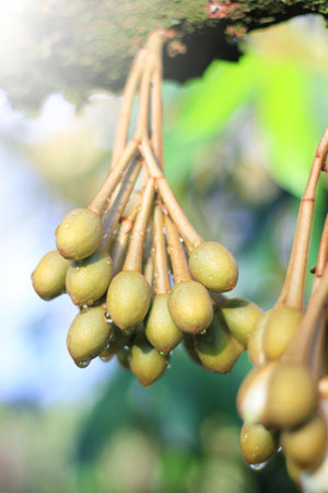 An inflorescence of a durian tree growing in the garden.の写真素材