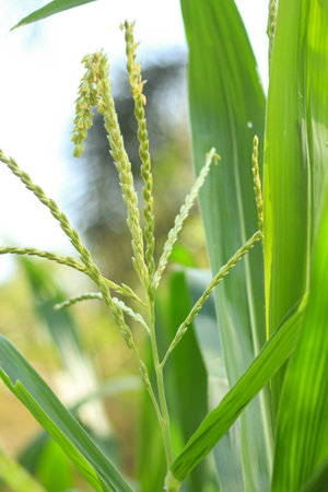 Flowers and leaves of corn plant growing in organic farm. Close up.の写真素材