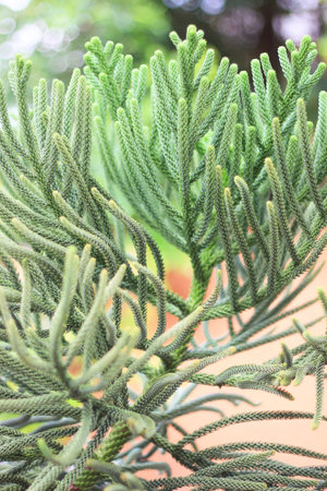 Branches, stems and leaves of House Pine or Norfolk Island Pine.