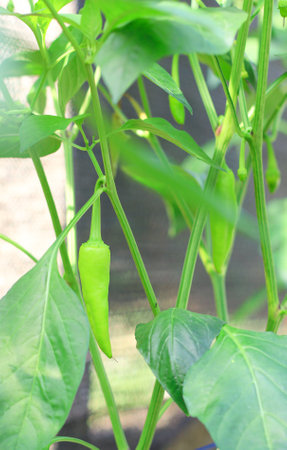 Leaves and fruits of green chili plants growing on the farm.の写真素材