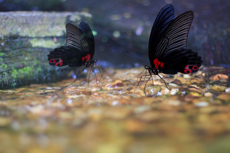 Twin Elegance: Butterflies by the Water's Edgeの写真素材