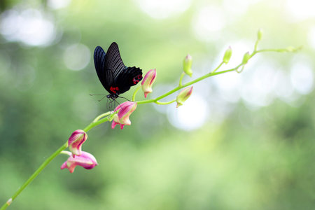 Delicate Dance: Butterfly on Orchid Budsの写真素材